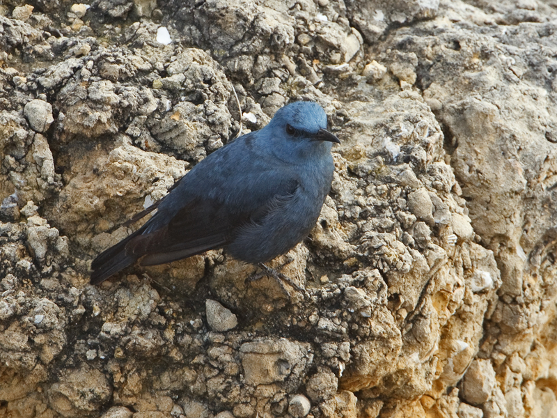 Monticola solitarus Blue Rock Thrush Blauwe Rotslijster